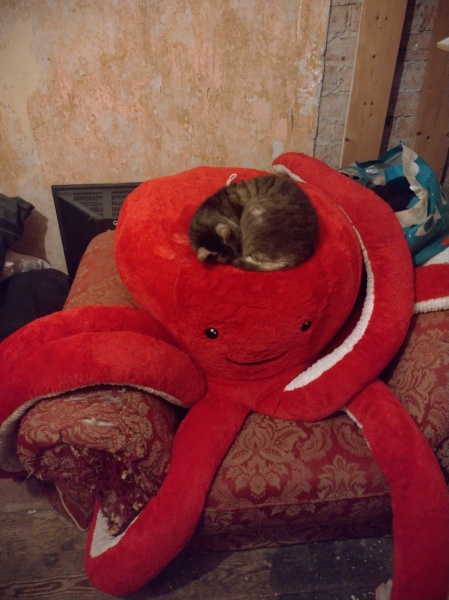 Ring Out, Wild Bells! As 2025 approaches, the Excellent Cats raise their game with a discussion on Tennyson's poetry