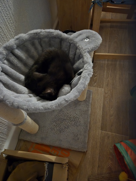 Advice re new kitten