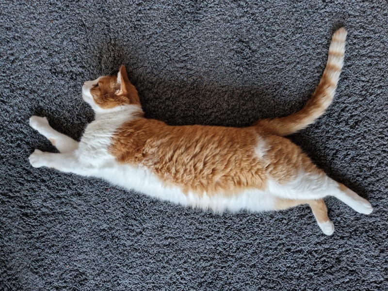 Ring Out, Wild Bells! As 2025 approaches, the Excellent Cats raise their game with a discussion on Tennyson's poetry