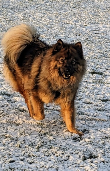 Do your cats and dogs like the snow?