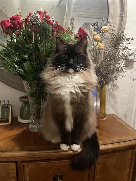 To ask me to show me your cat