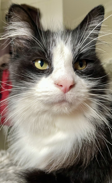 Black and white cats. (pics please!)