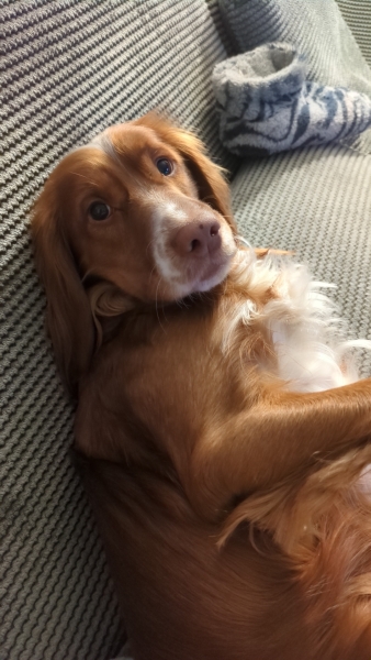 Adolescent Dog Survival Thread - Bark the Herald, furry angels sing!