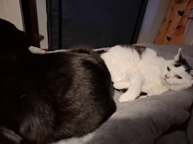 To ask me to show me your cat