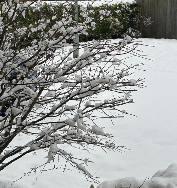 The Nigel Slater Christmas Chronicles Readalong 2024 Part 3