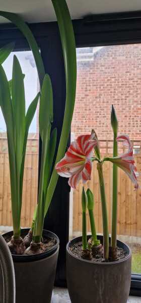 Why isn't my Amaryllis flowering