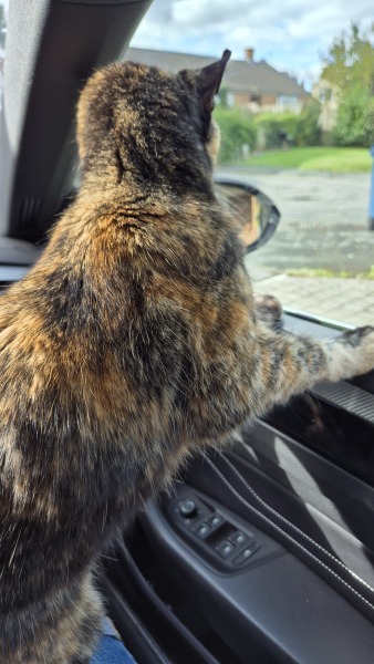 Anyone got a tortie?