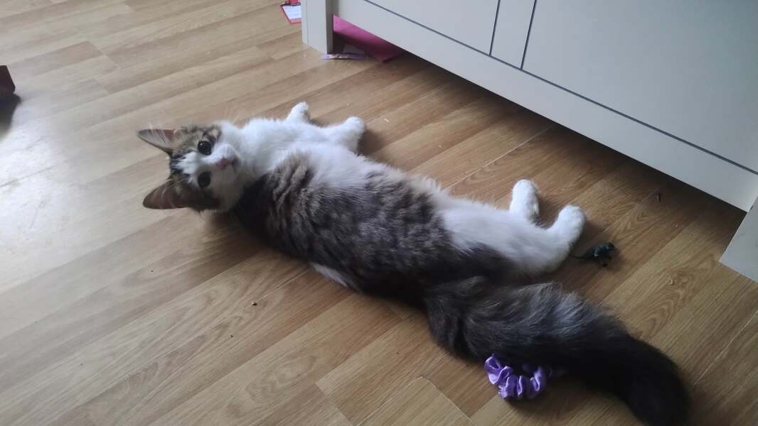 To ask me to show me your cat