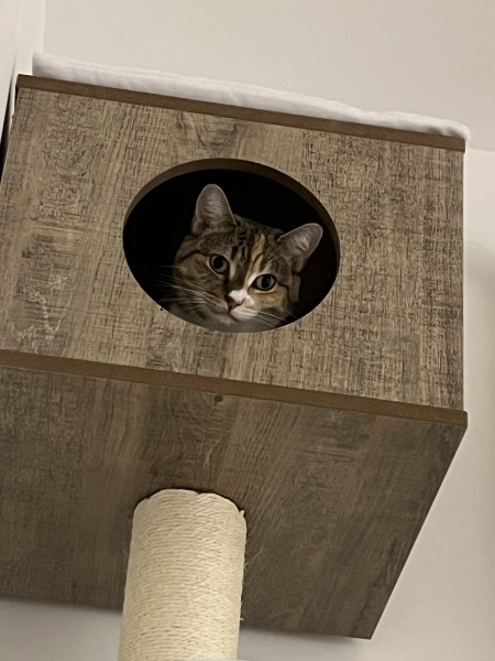 Ring Out, Wild Bells! As 2025 approaches, the Excellent Cats raise their game with a discussion on Tennyson's poetry