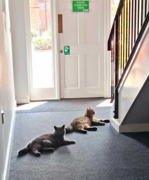 Ring Out, Wild Bells! As 2025 approaches, the Excellent Cats raise their game with a discussion on Tennyson's poetry