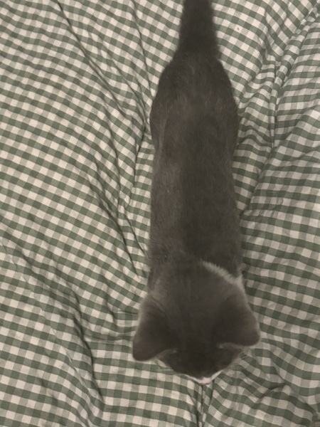 How to fatten kitten up?