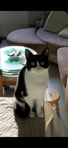 Black and white cats. (pics please!)