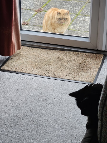 Ring Out, Wild Bells! As 2025 approaches, the Excellent Cats raise their game with a discussion on Tennyson's poetry