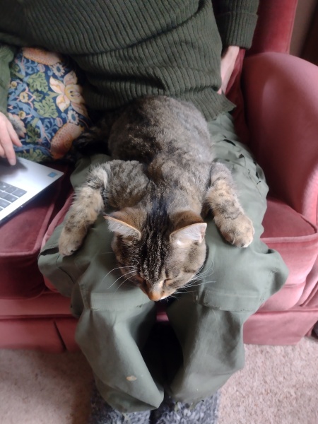 Anyone got a tortie?