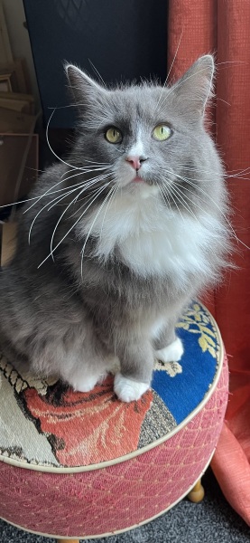 Thread 14 Starmer - The Starmeristas Strike Back