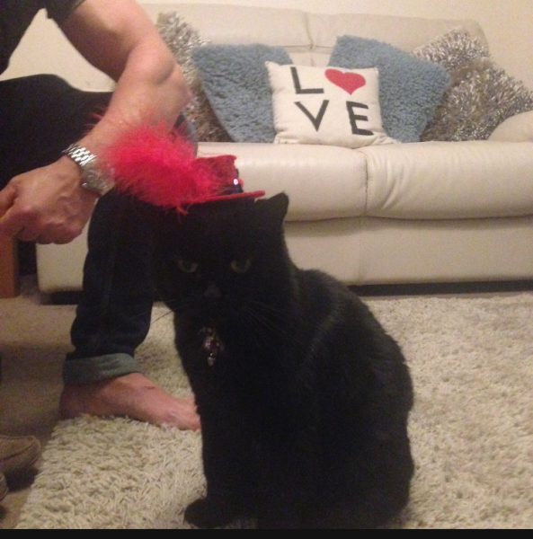 Black and white cats. (pics please!)