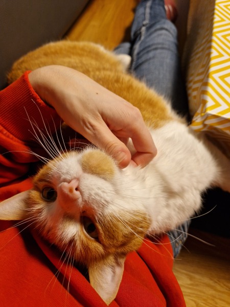 Ring Out, Wild Bells! As 2025 approaches, the Excellent Cats raise their game with a discussion on Tennyson's poetry