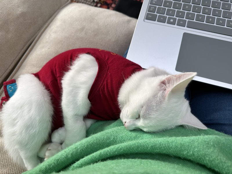 Ring Out, Wild Bells! As 2025 approaches, the Excellent Cats raise their game with a discussion on Tennyson's poetry