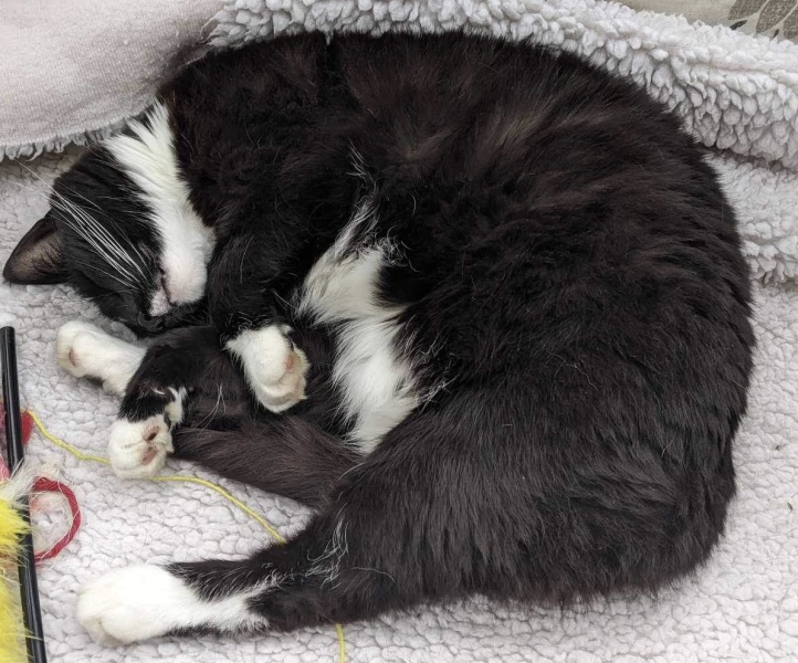 Thread 14 Starmer - The Starmeristas Strike Back