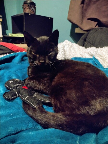 Lap dances, strippers and punch-ups - the Excellent Cats arrange a stag party