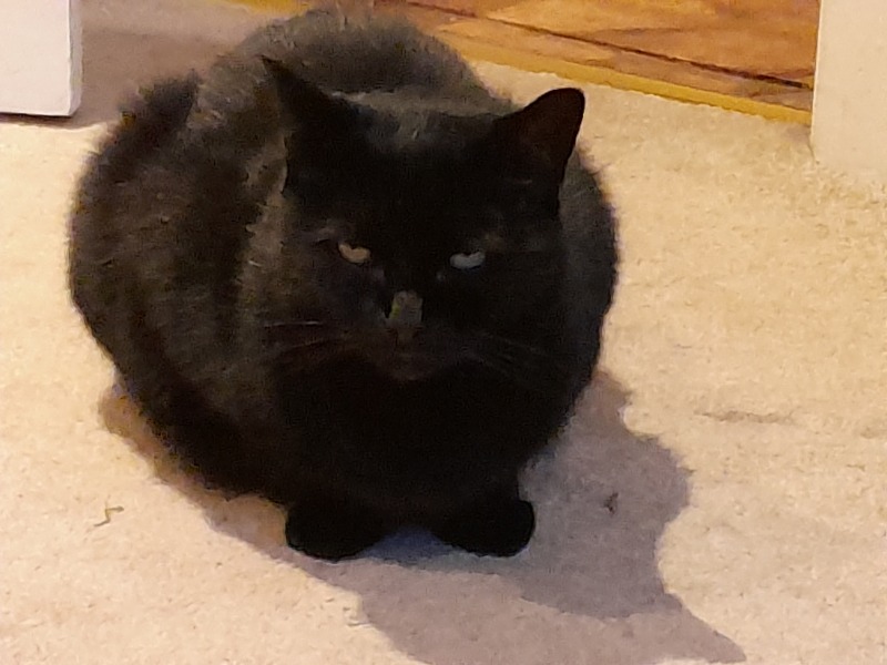 Lap dances, strippers and punch-ups - the Excellent Cats arrange a stag party