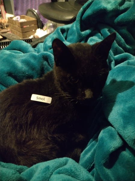 Ring Out, Wild Bells! As 2025 approaches, the Excellent Cats raise their game with a discussion on Tennyson's poetry