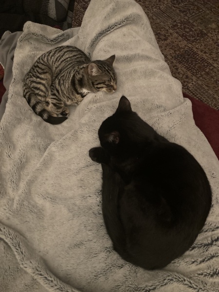 Thread 15 Starmer - Nolite te bastardes carborundorum