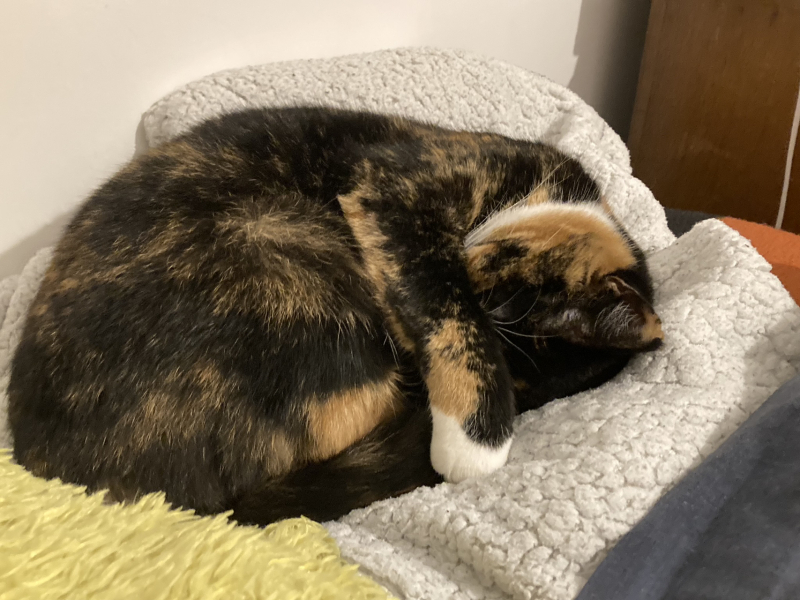 Anyone got a tortie?