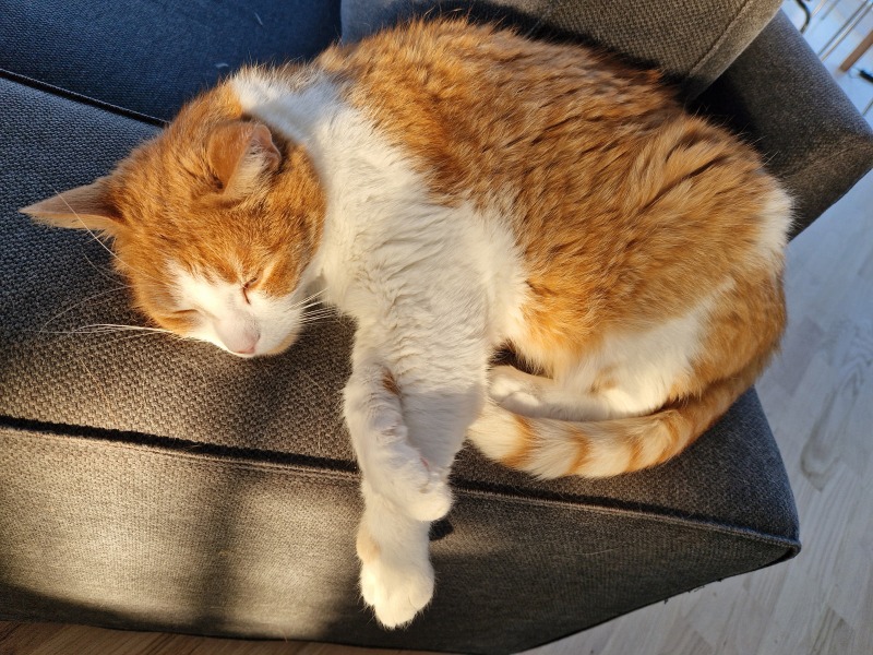 Lap dances, strippers and punch-ups - the Excellent Cats arrange a stag party