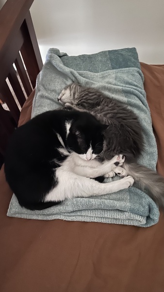 Ring Out, Wild Bells! As 2025 approaches, the Excellent Cats raise their game with a discussion on Tennyson's poetry