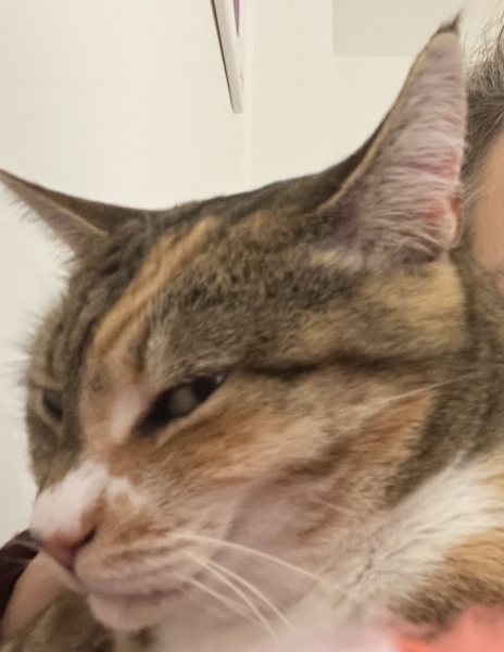 Ring Out, Wild Bells! As 2025 approaches, the Excellent Cats raise their game with a discussion on Tennyson's poetry