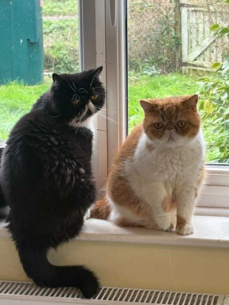 Magnificent Moustaches