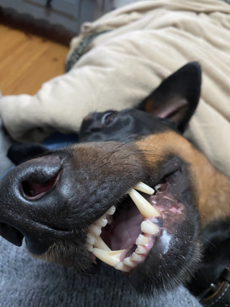 She was supposed to be MY dog!