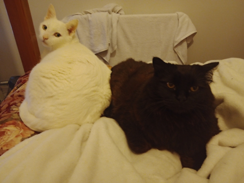 Black and white cats. (pics please!)