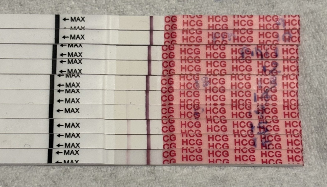 16dpo progression
