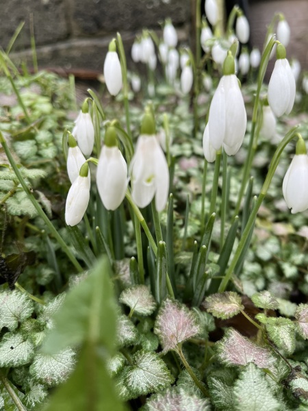 Thread 17: Starmer: Treading softly.