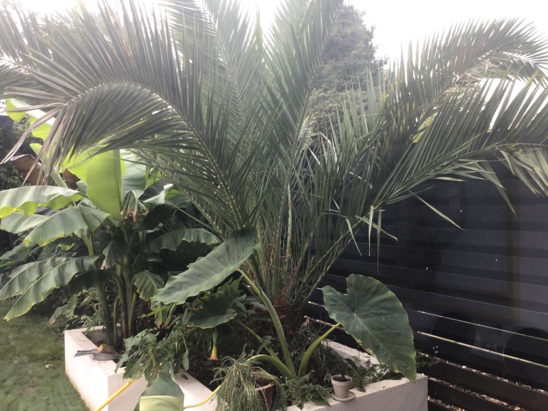 Elephant ear in trouble!