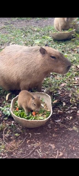 Ladies and Ladies: The Bluestocking is open: again