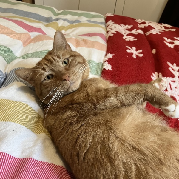 Does anyone’s cat eat only dry food?