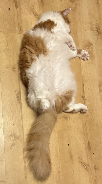 Any cat lovers know what breed of cat this might be or mix?