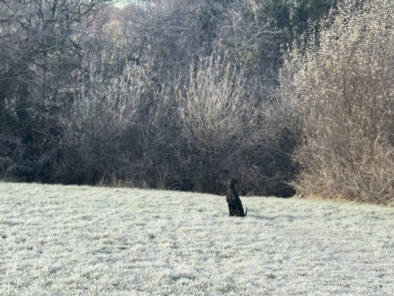 The Nigel Slater Christmas Chronicles Readalong 2024 Part 3