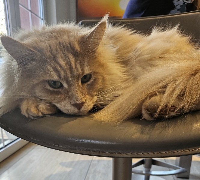 Maine coon cross cats