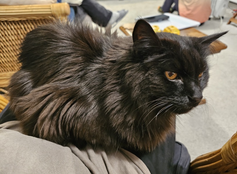 Thread 15 Starmer - Nolite te bastardes carborundorum