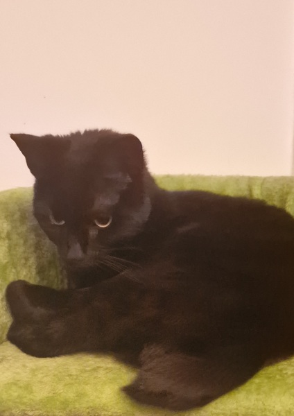 Black cat appreciation (pics please)