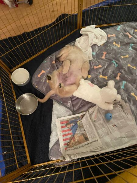 I breed & show dogs : AMA