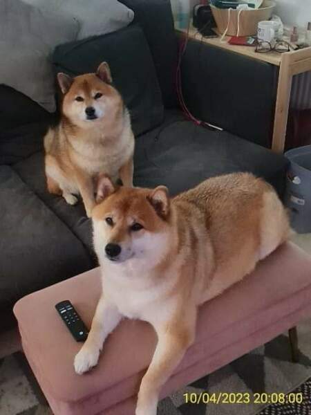 What do dogs think walks are for?