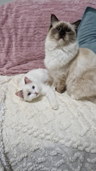 To ask me to show me your cat