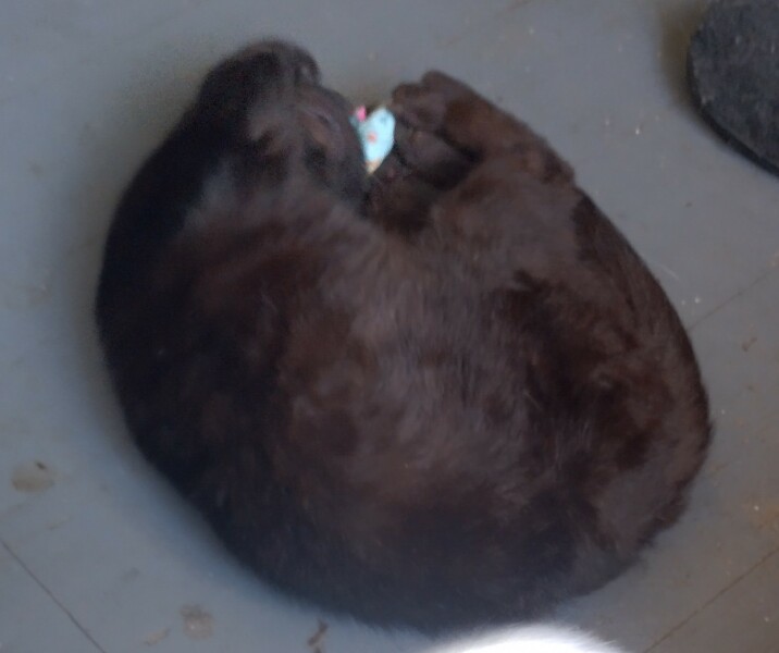 Ring Out, Wild Bells! As 2025 approaches, the Excellent Cats raise their game with a discussion on Tennyson's poetry