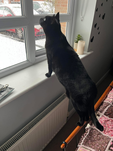 Do your cats and dogs like the snow?