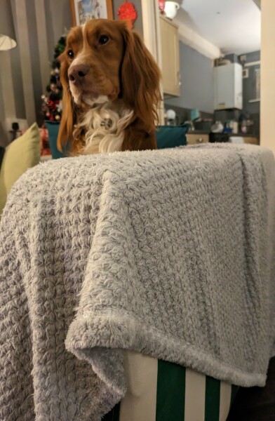 Puppy Overwhelm - AIBU in partially regretting getting one